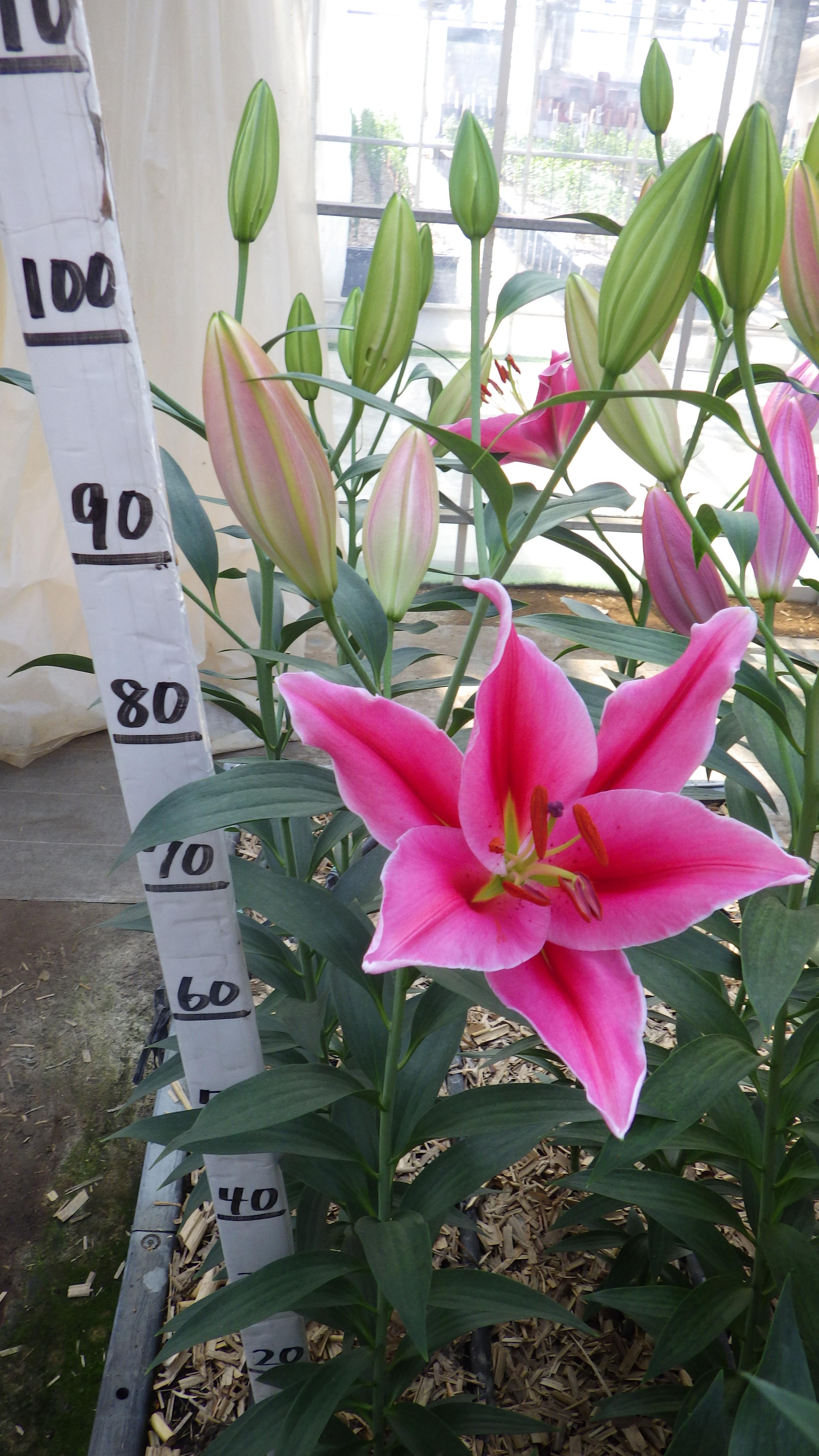 レイクキャリー